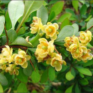berberis julianae arbusto sempreverde spinoso