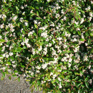 POR cotoneaster salicifolia repens 02