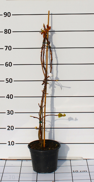 PORV hydrangea petiolaris t15